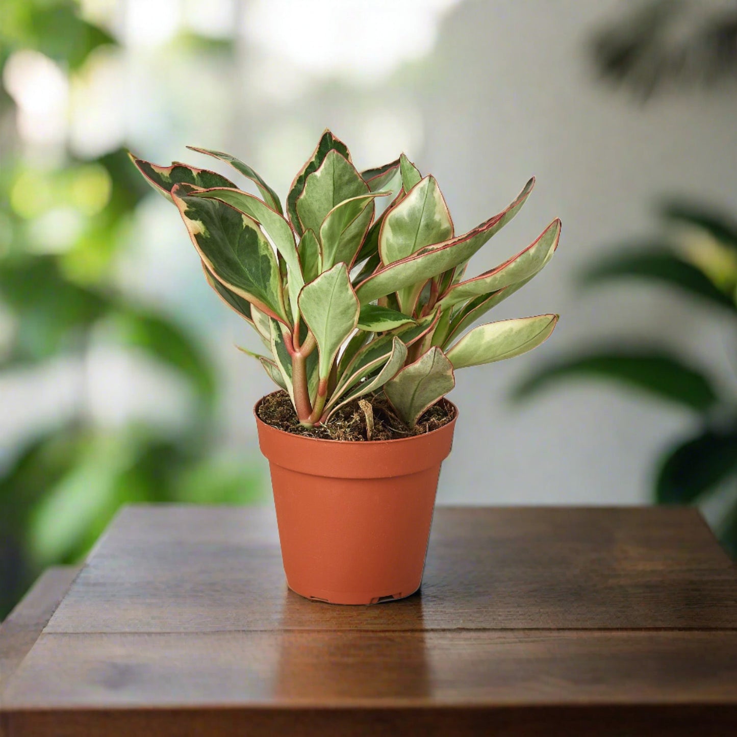 Peperomia 'Ginny'