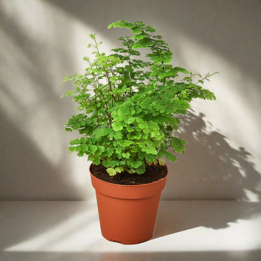 Maidenhair Fern