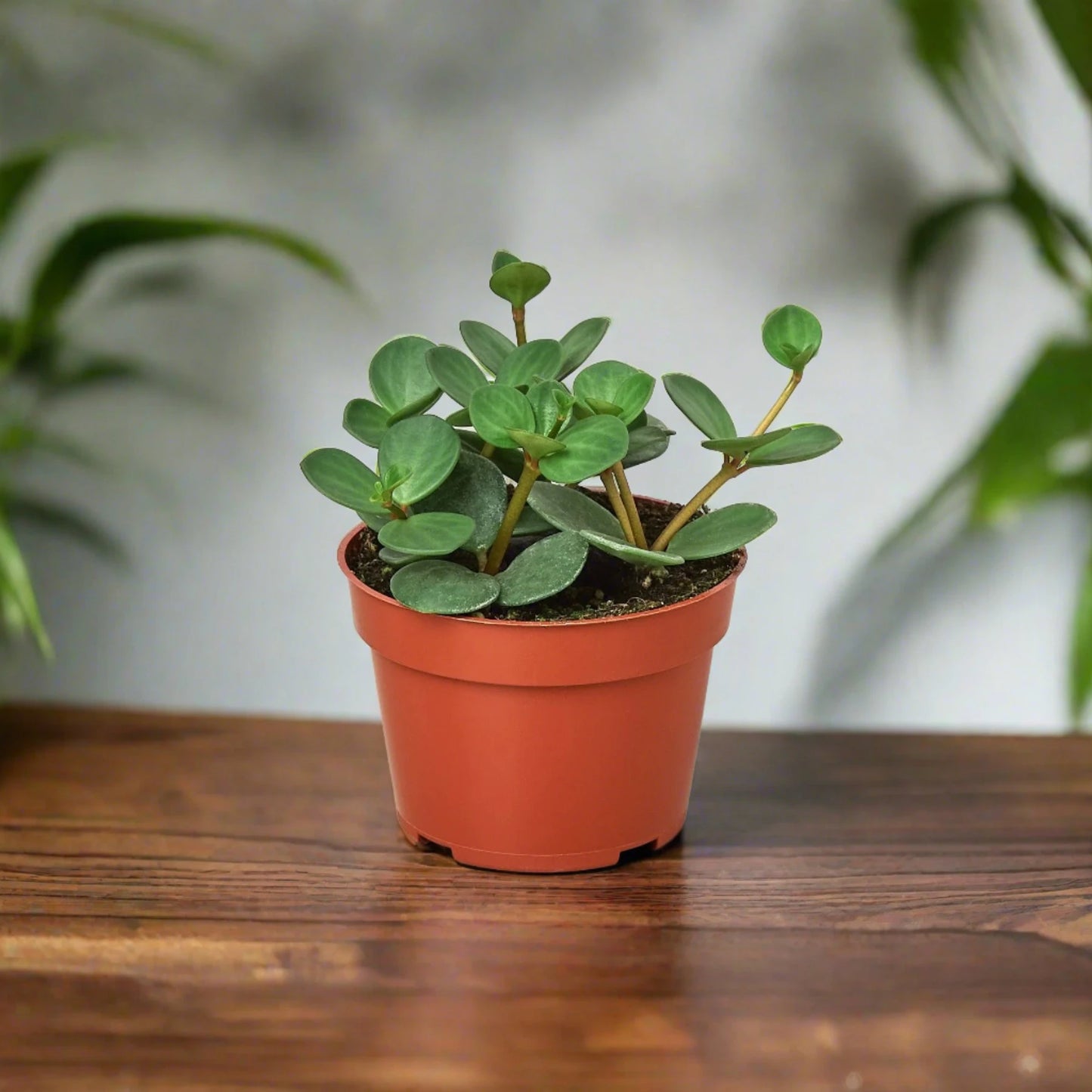 Peperomia 'Hope'