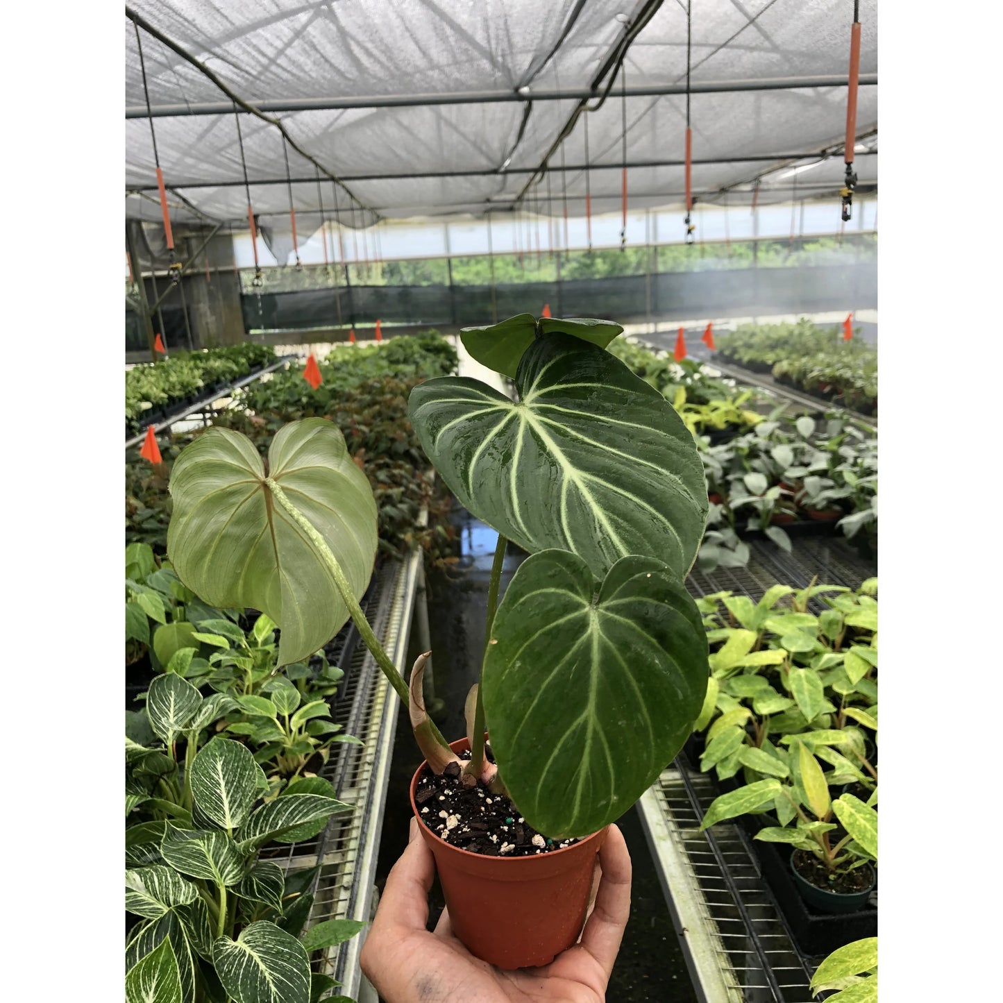 Philodendron Gloriosum 'Zebra'