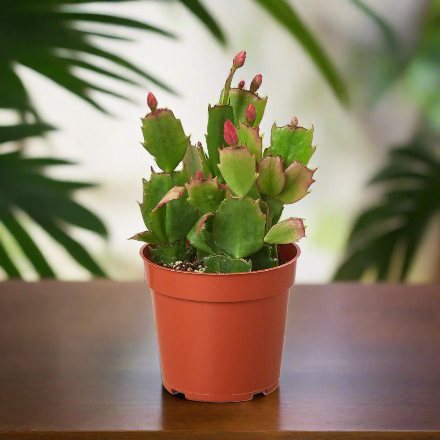 Zygocactus 'Christmas Cactus'