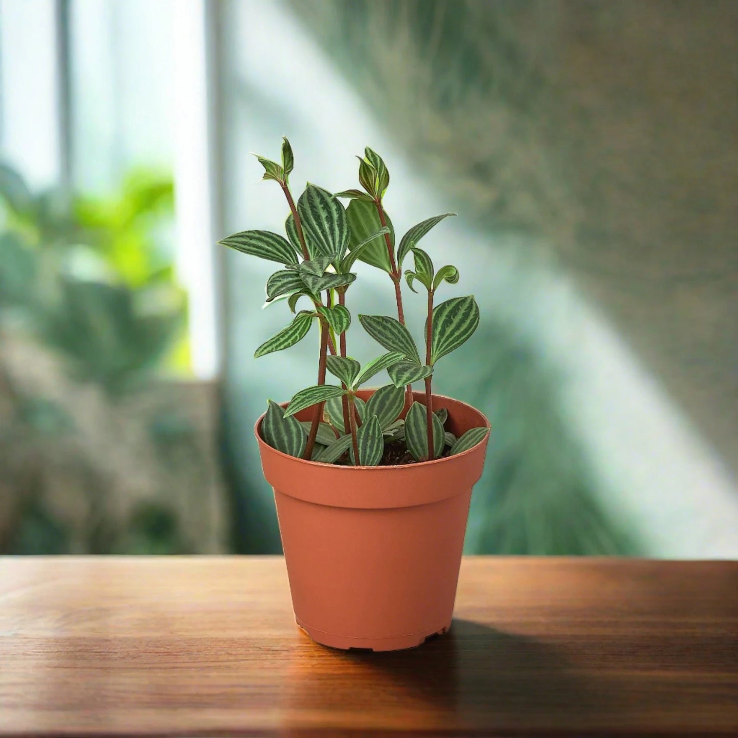 Peperomia 'Parallel'