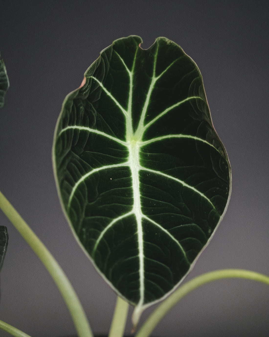 Understanding Alocasia 'Black Velvet': Basics and Beyond