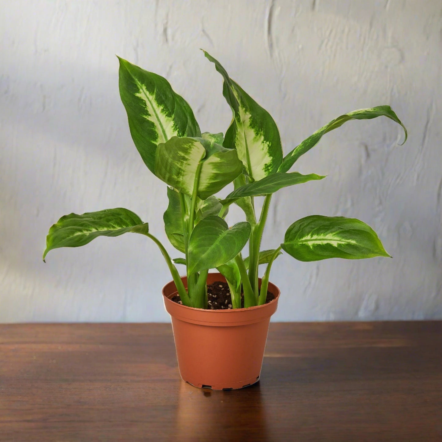 Dieffenbachia Camille