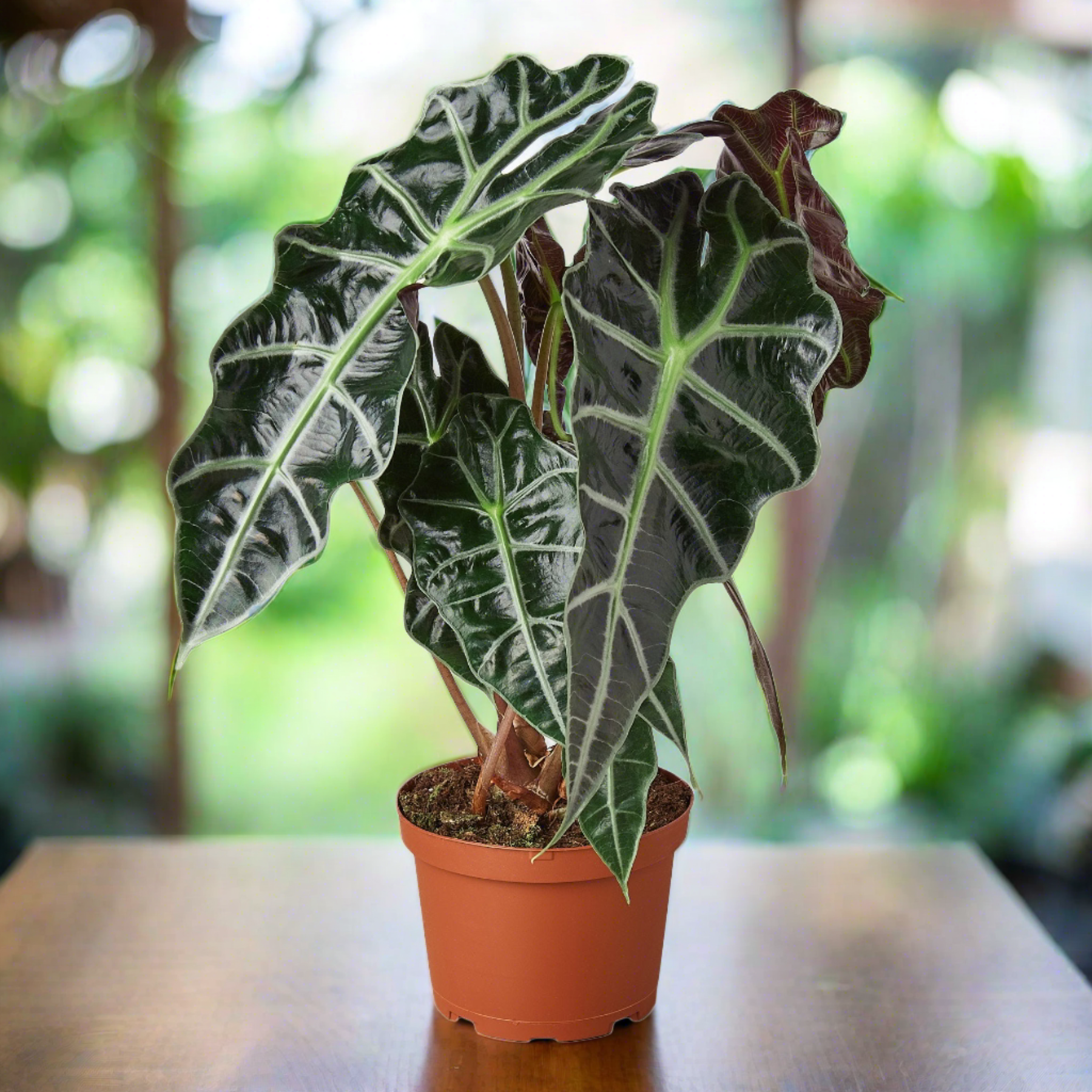 Repott Sign Alocasia Polly 'African Mask' - Alocasia amazonica – Repott