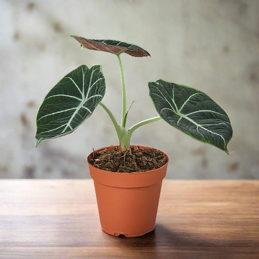 Alocasia Reginula 'Black Velvet'