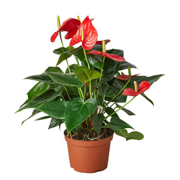 anthurium rempotage Anthurium 'Red' – Repott