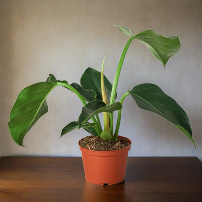 Philodendron 'Congo Green'