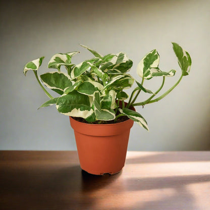 Pothos 'N'joy'