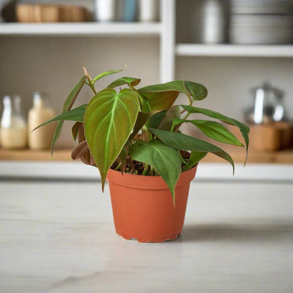 philodendron red velvet Philodendron 'Velvet' – Repott