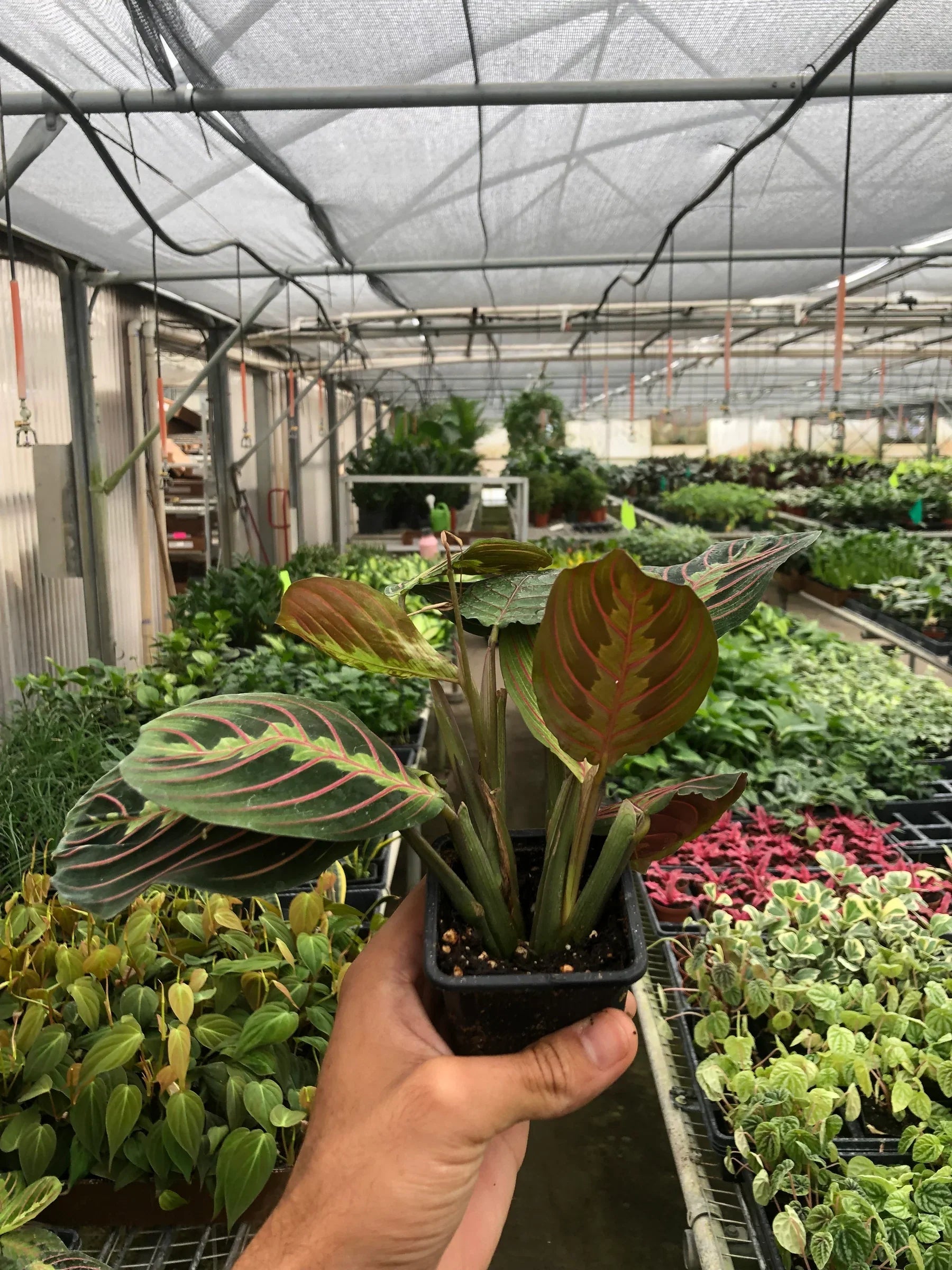 prayer plant shade Maranta Leuconeura