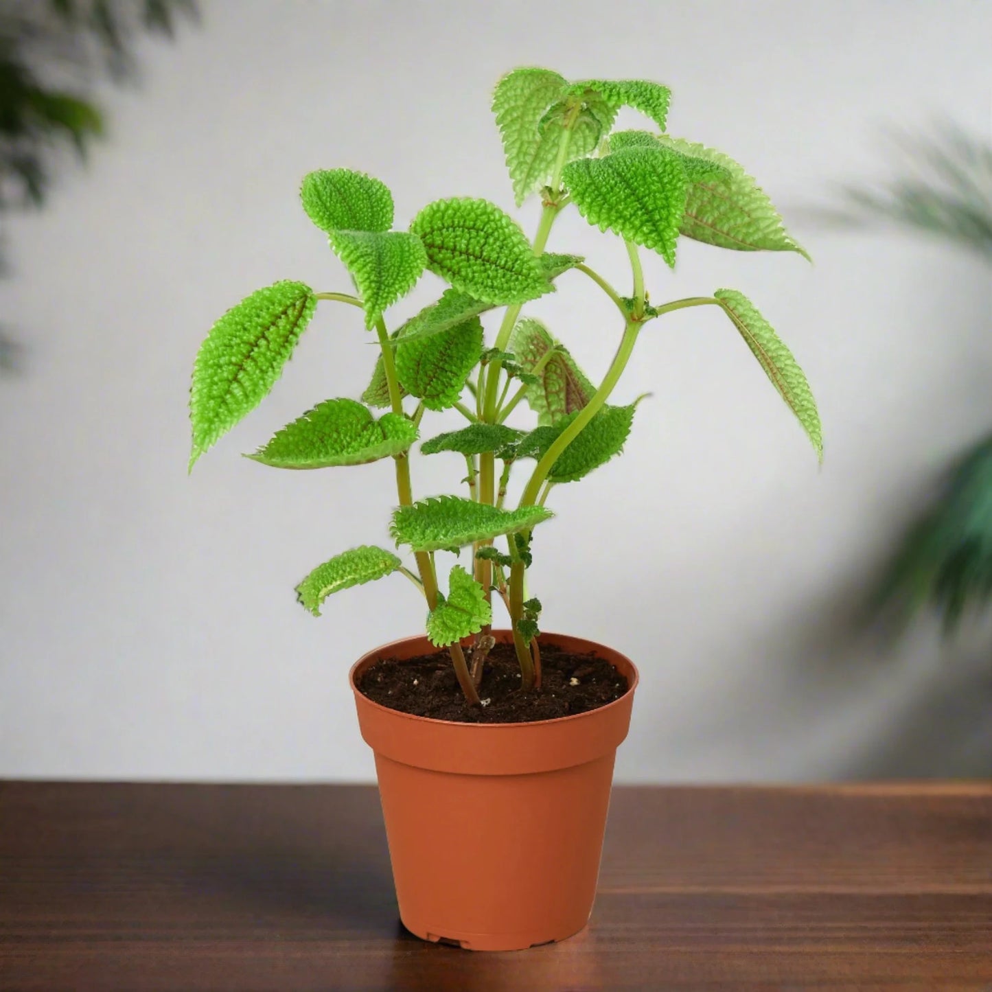 Pilea 'Moon Valley' - 4" Pot