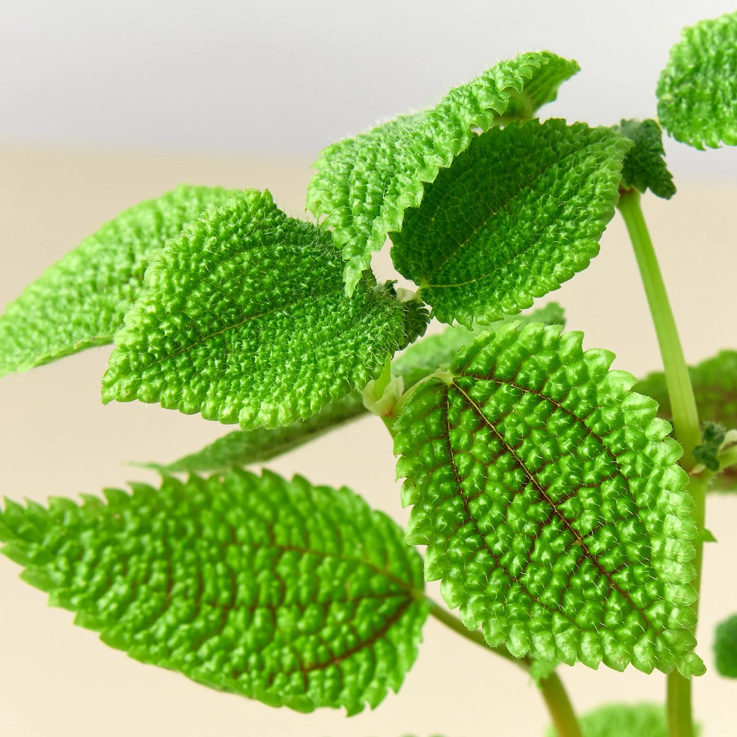 Pilea 'Moon Valley' - 4" Pot