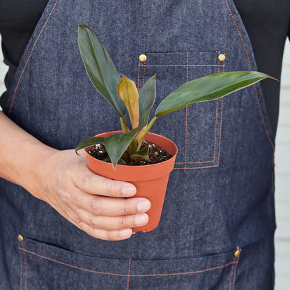 Philodendron 'Black Cardinal'