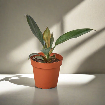 Philodendron 'Black Cardinal'