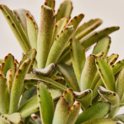 Kalanchoe Tomentosa 'Panda Plant' Succulent