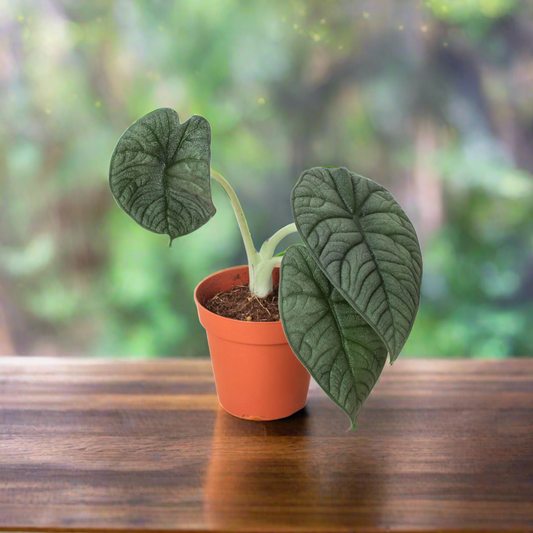 Alocasia 'Melo'