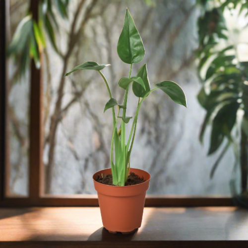 Alocasia 'Tiny Dancer' - 4" Pot