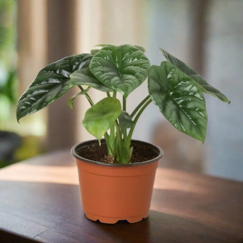 Alocasia 'Mirror Face' - 4" Pot