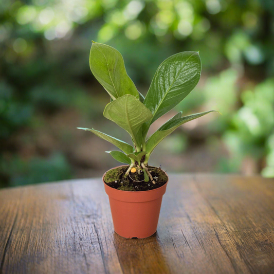 Anthurium 'Cobra'