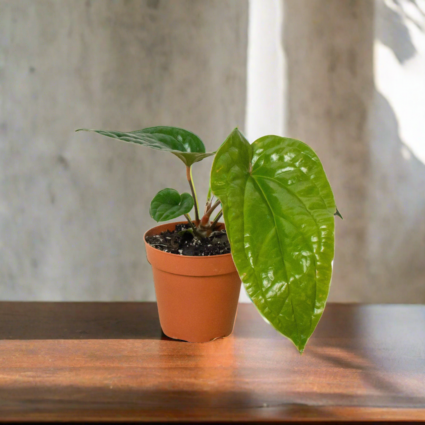 Anthurium 'Radicans x Luxurians'