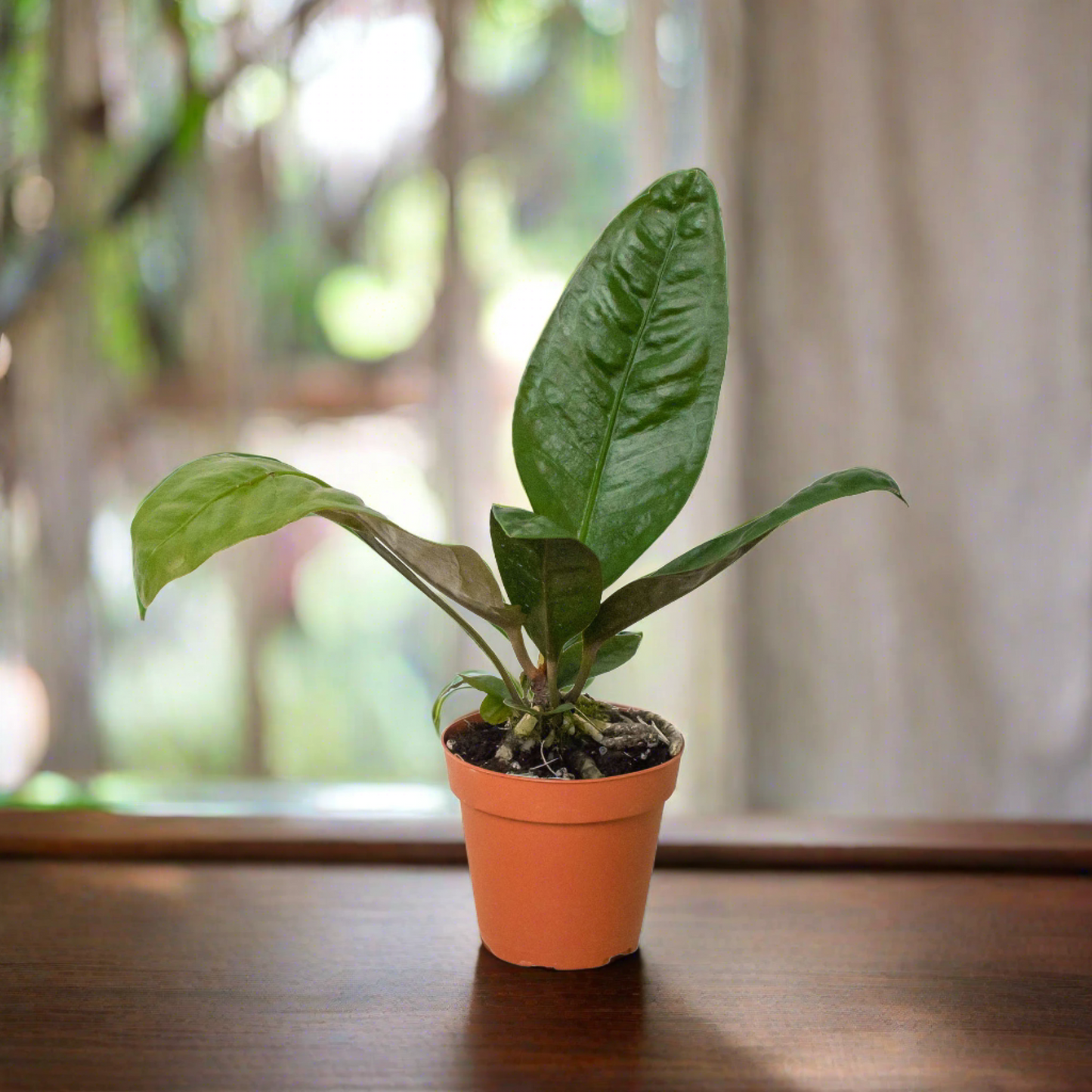 anthurium superbum care Anthurium 'Superbum' – Repott