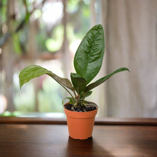 Anthurium 'Superbum'