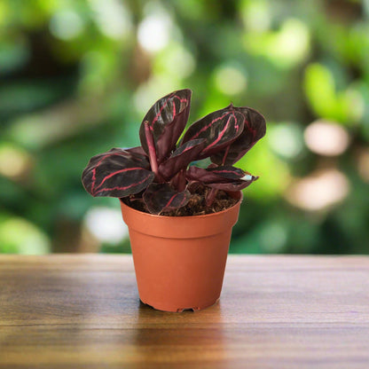 Calathea 'Dottie'