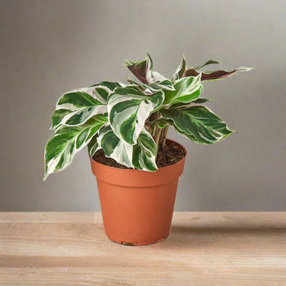 Calathea 'White Fusion'