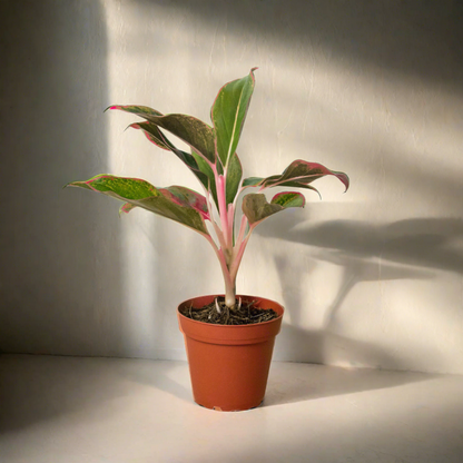 Chinese Evergreen 'Red Siam'