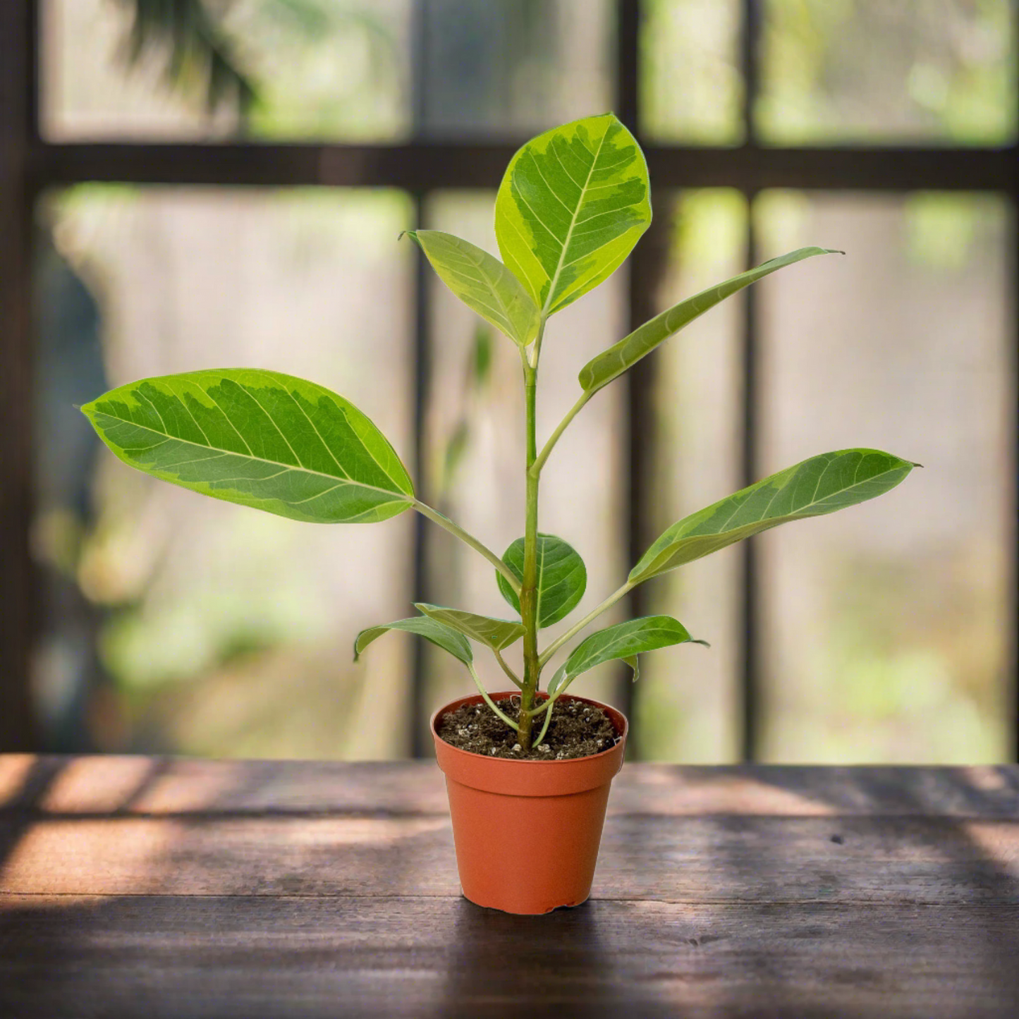 Ficus Altissima 'Yellow Gem'