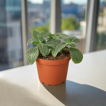 Fittonia 'White Nerve Plant'