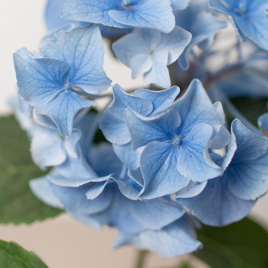 Blue Hydrangea