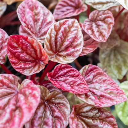 Peperomia 'Quito'