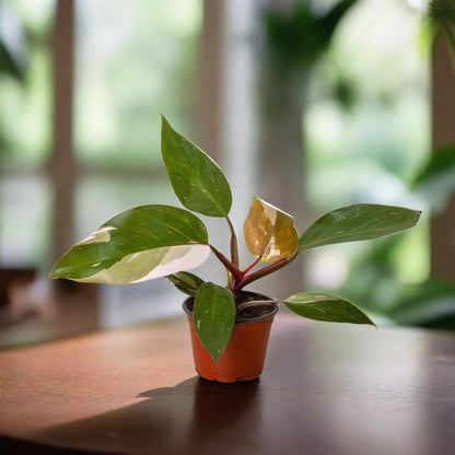 Philodendron 'Pink Princess'