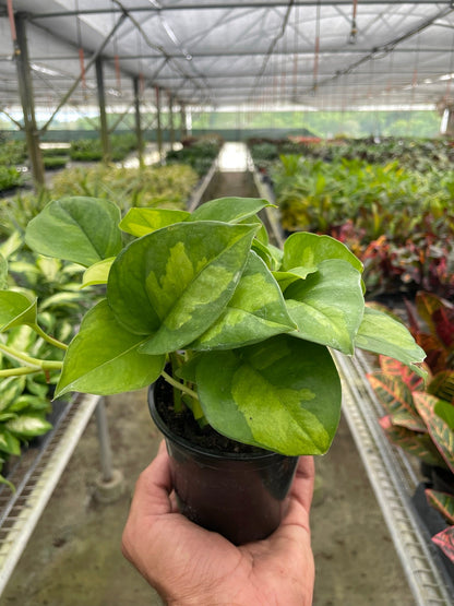 Pothos 'Global Green'