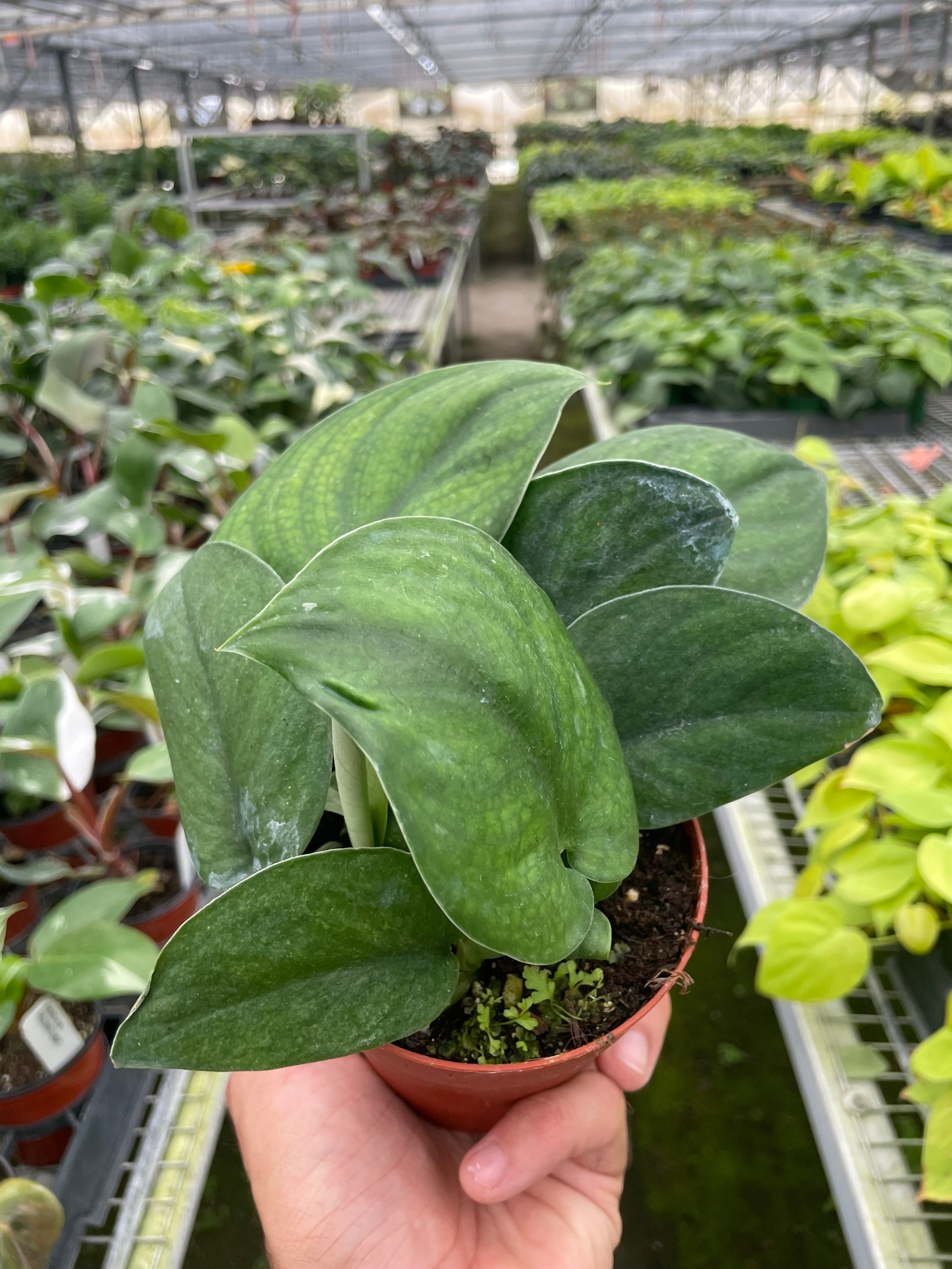 Repott Sign Pothos Jade Satin – Repott