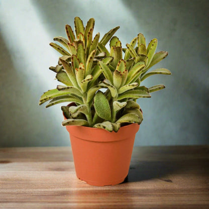 Kalanchoe Tomentosa 'Panda Plant' Succulent