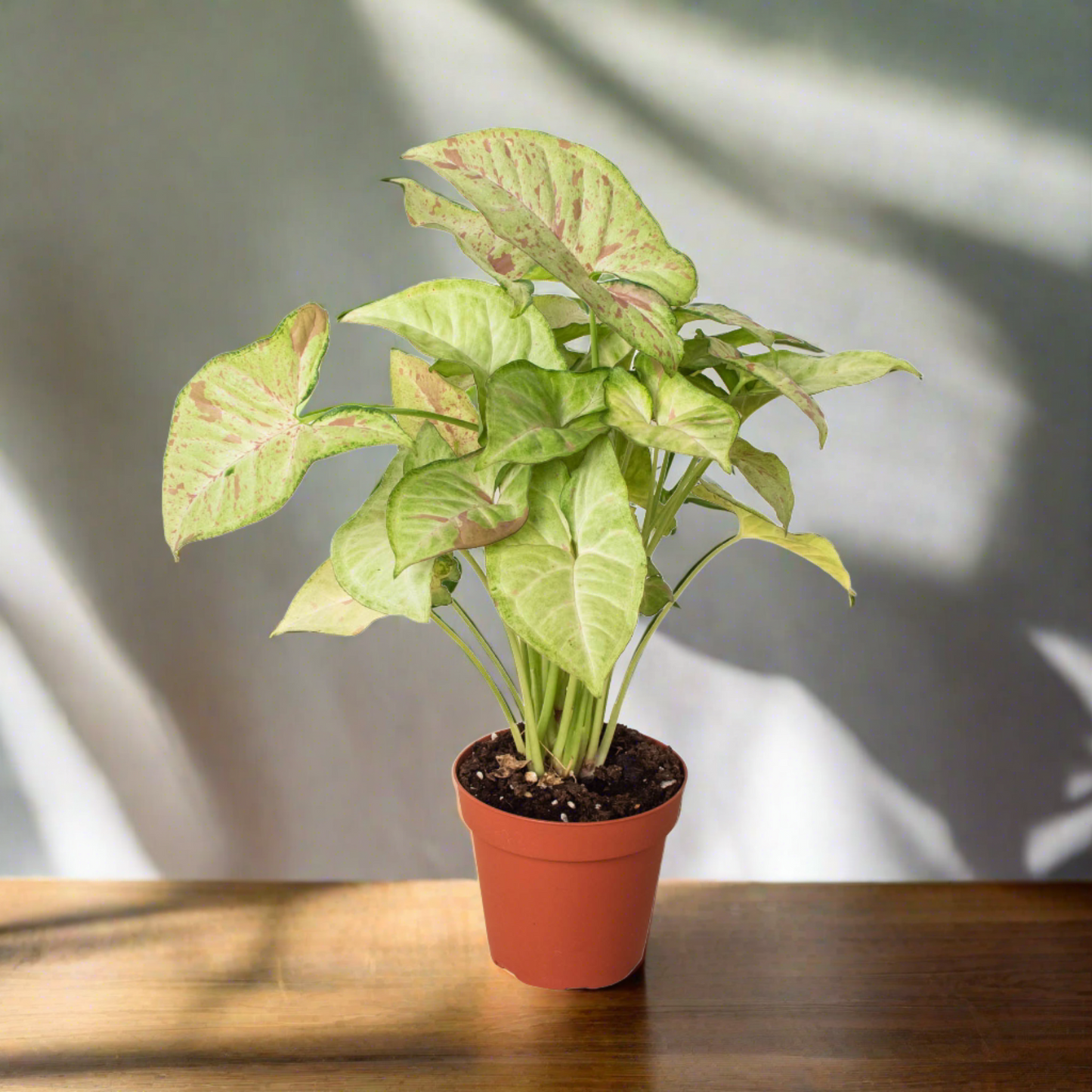 Syngonium 'Confetti'