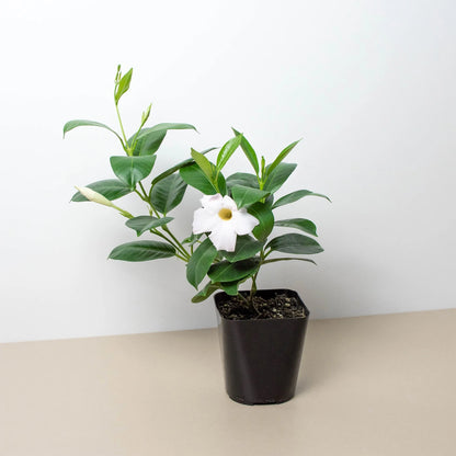 Dipladenia Premier White