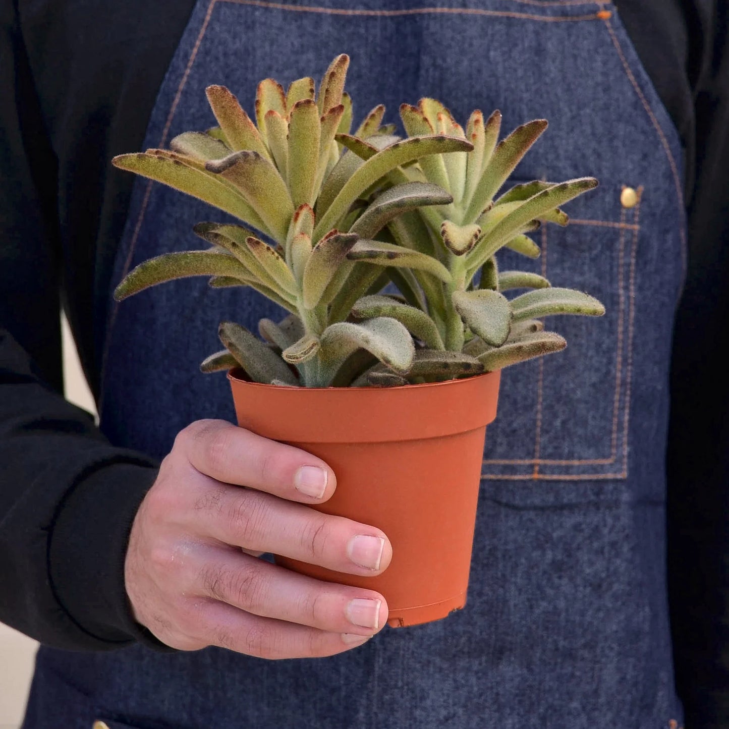 Kalanchoe Tomentosa 'Panda Plant' Succulent