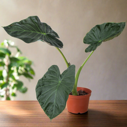 Alocasia 'Regal Shields'