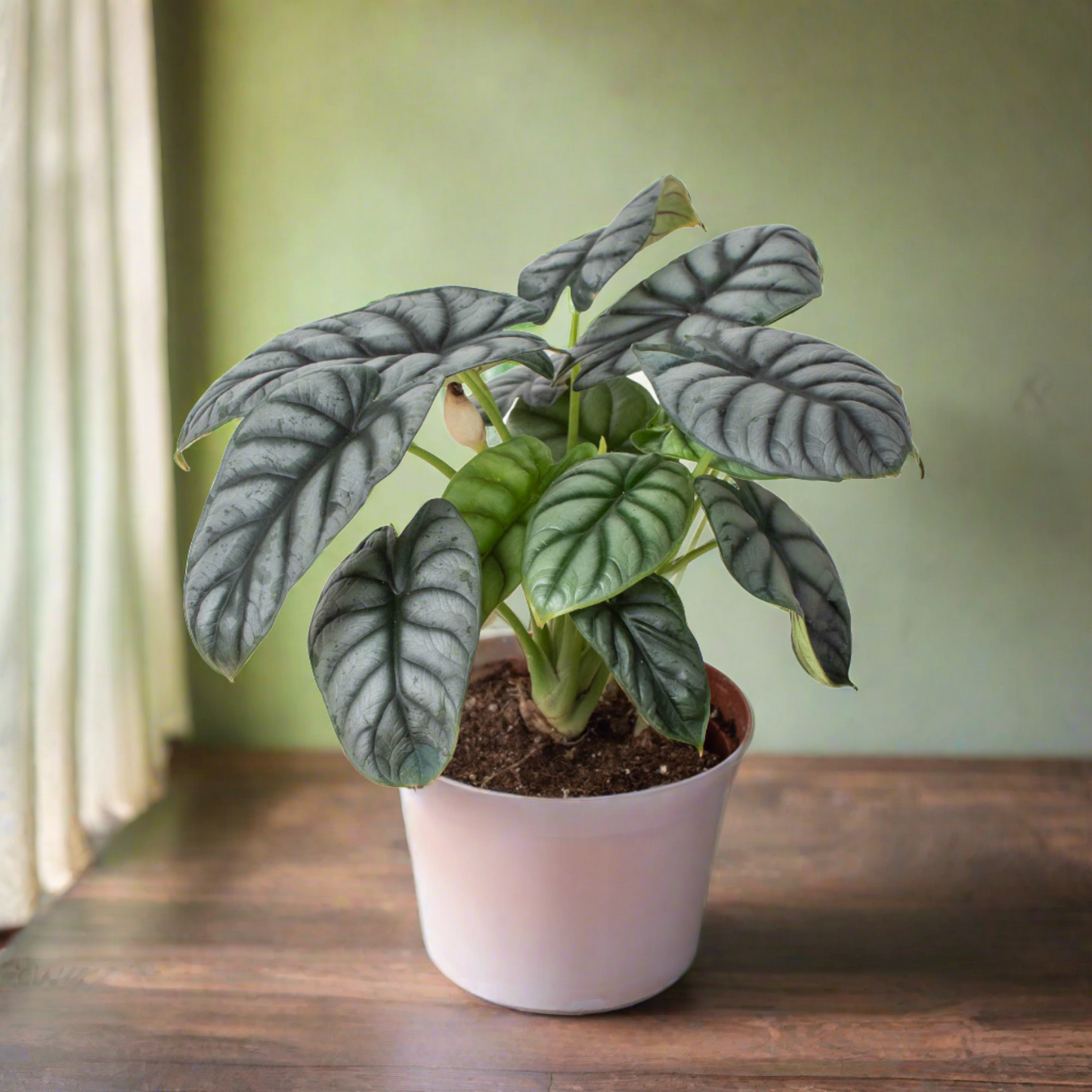 Alocasia Silver Dragon