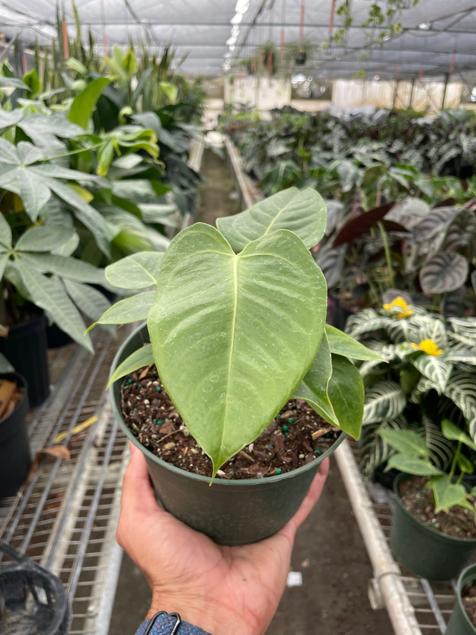 Repott Sign Anthurium 'Veitchii' – Repott