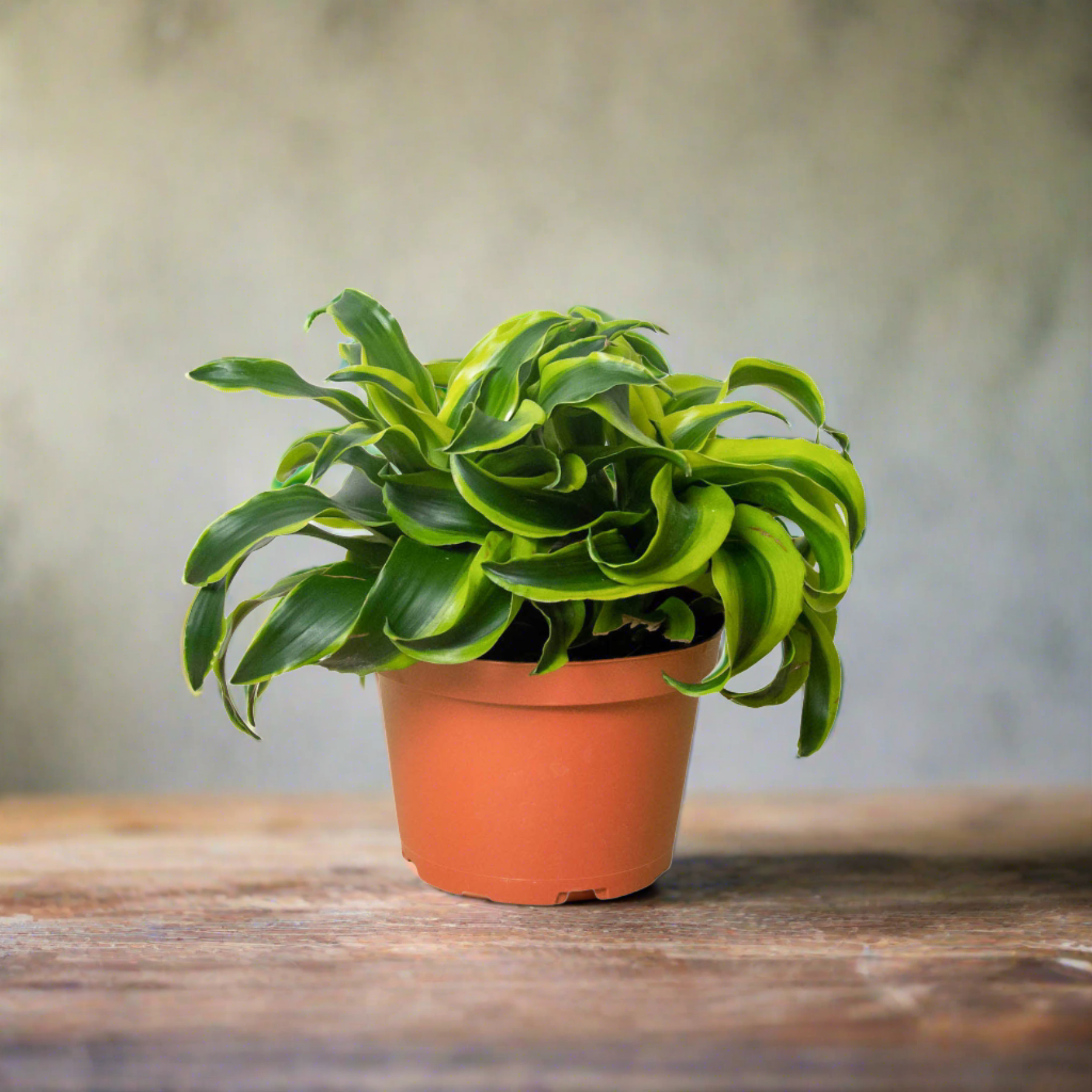 Repott Sign Dracaena 'Tornado' – Repott
