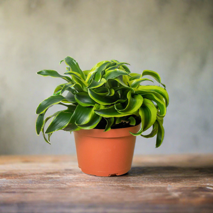 Dracaena 'Tornado'