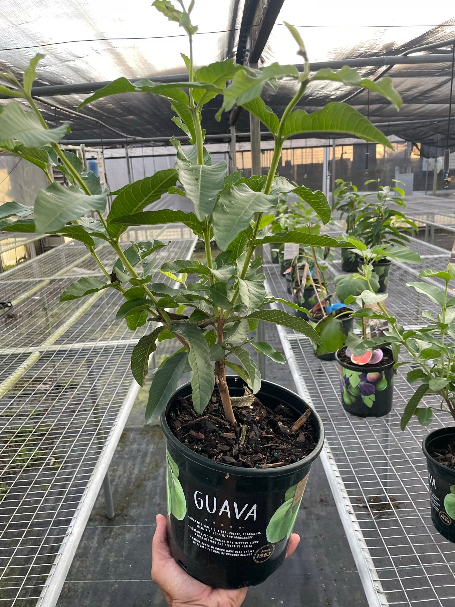 Repott Sign Guava Tree – Repott