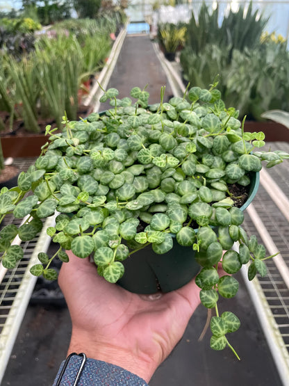 Peperomia Prostrata 'String of Turtles'