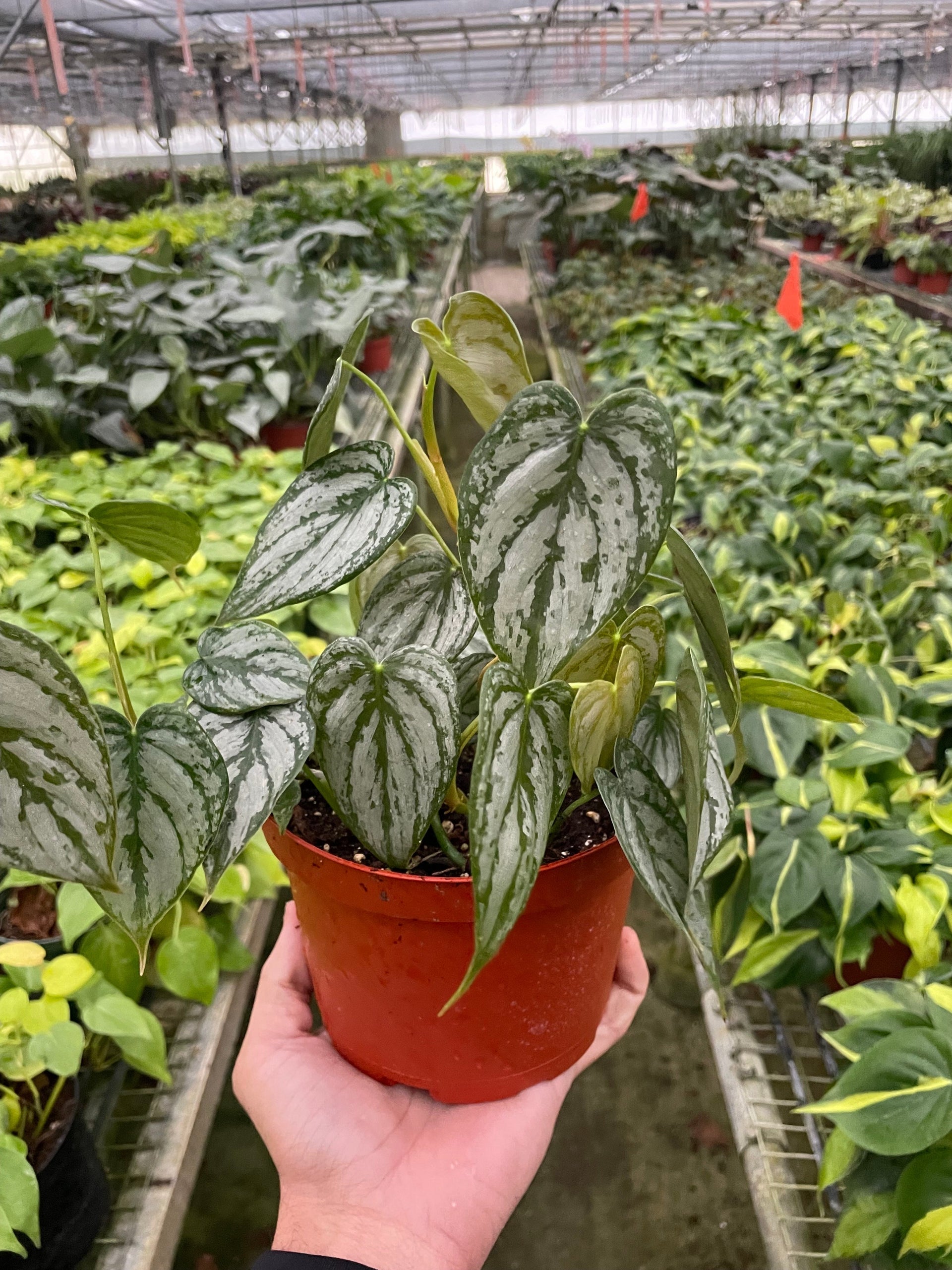 Philodendron 'Brandi' – Repott