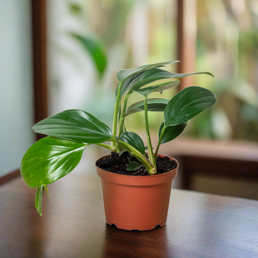 Philodendron 'Dragon Tail'